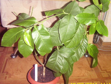 ������ ������.JPG