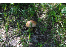 ������ ����