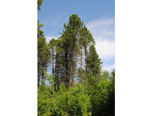 ��� ��� ����� �����