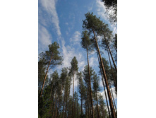 ������ �������