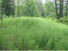 Resize of IMG_9214.JPG