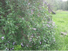 Resize of IMG_9263.JPG