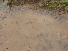 Resize of IMG_9287.JPG