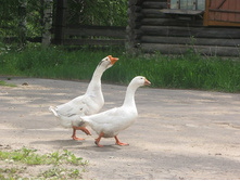 Resize of IMG_9313.JPG