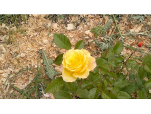 �������� ��������