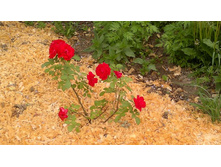 �������� ���������