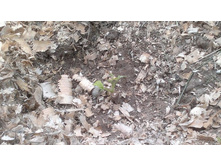 ������ ���������.jpg