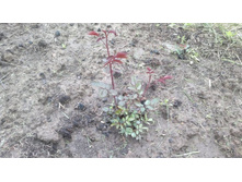 ����� ������� 2.jpg