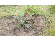 ����� ������� 5.jpg