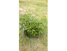 ����� 1.jpg