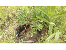 ����� 2.jpg