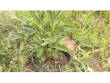 ����� 3.jpg