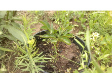 ����� 4.jpg