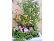 ����� ���������,�����,������,����,����� �����