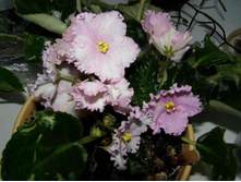 ������ ��� 17.06.11.JPG