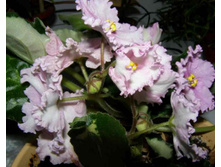 ��� �������� �����������))