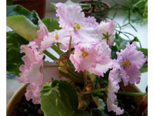 ������ ����� 17.06.11.JPG