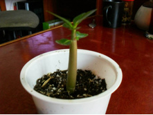 ������� 7 �� ������.jpg