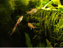 ������������, ������������