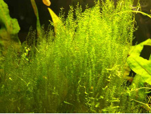 ������� ���