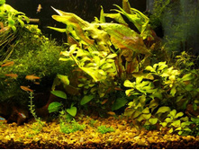 ������ ����, 200�