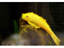 ��������� L144, �����