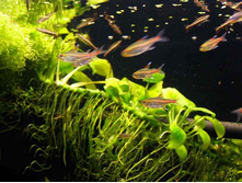 ����������� ������������, �� ������ ���� �������������