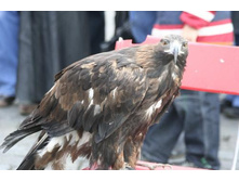 ������ ����