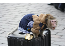 ��������, ���������