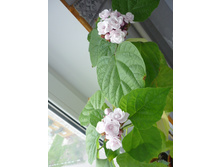 ���� �����������