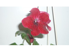 ������ ������ ����