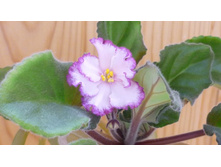 ��-������ ������ ��������