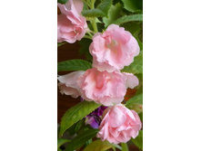 ��������� �� �������