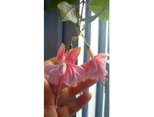 ������ unusual