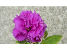 �����������,���� �������(�������,�������)