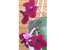 �������� ������ ����