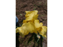 ������ ���� 