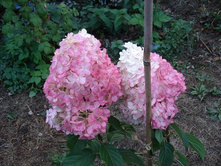 Vanille Fraise, �����������
