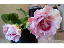 ���������� ����.jpg