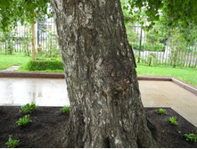 ����������� �������� ����� �� ������ ������