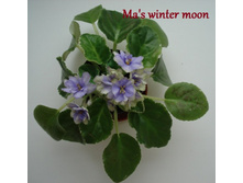 mas winter moon 2.JPG