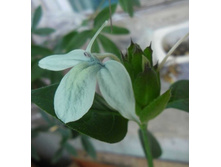 ���������� ������� ���