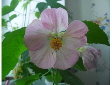 ������� ��������