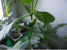 ������ �� �������