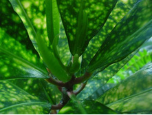 ������ �������� - ������