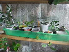 ��� �������