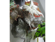 ������� 3