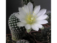 Rebutia krainziana var. albiflora 05.05.2011