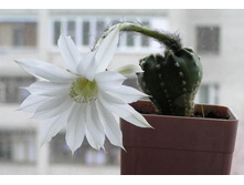 Echinopsis subdenudata 06.05.2011