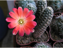 Lobivia pigmaea 26.05.2011